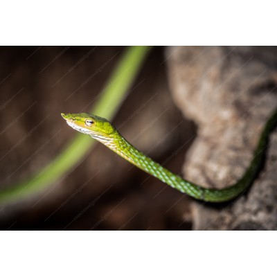 Serpiente Liana verde - Ahaetulla nasuta